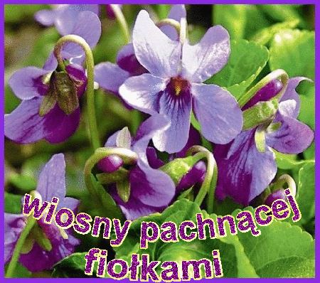 Wiosny pachnącej fiołkami